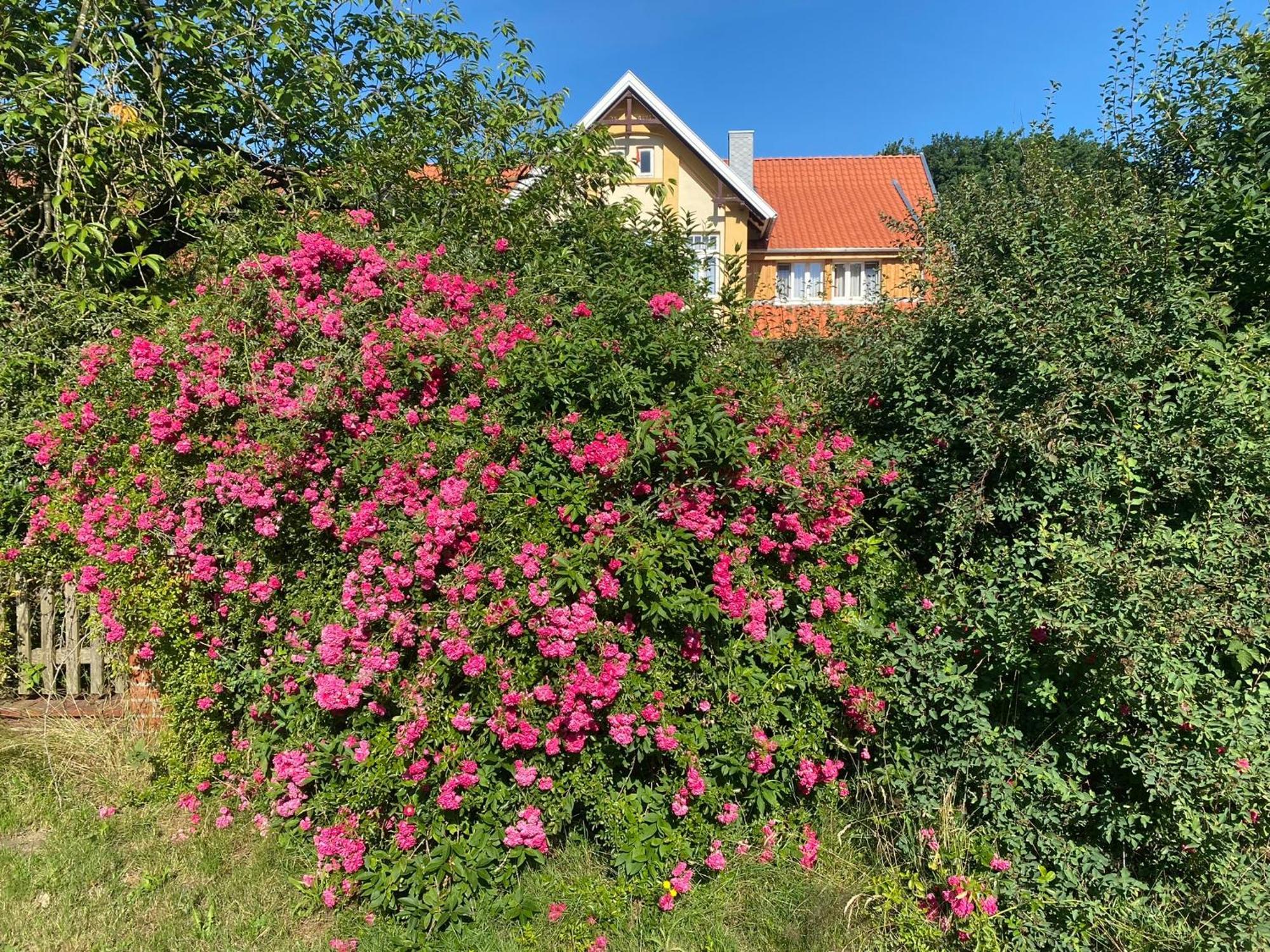 Fuchsbau Hotel Walsrode Exterior photo